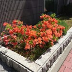 道北地域清掃2019.5.22-3
