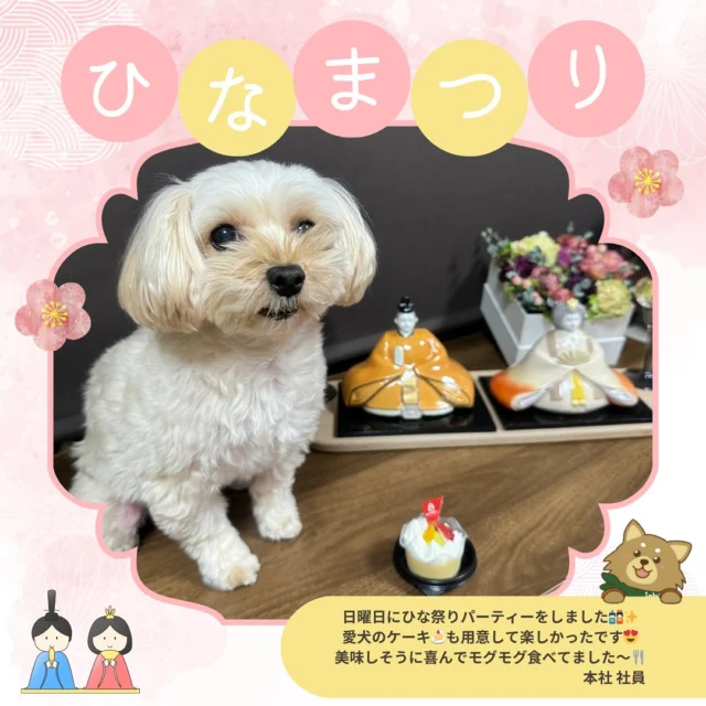 今日は桃の節句ひな祭りです🎎🌸
少し早いですが前日に本社社員２家庭から写真が届きました😊
みなさんも良いひな祭りをお過ごし下さいませ✨

#ひなまつり #ひな祭り #雛祭り
#お雛様 #雛人形 #桃の節句 
#ちらし寿司 #ケーキ #cake 
#スイーツ #sweets 
#犬 #dog #マルプー #犬のいる暮らし
##株式会社セイショウ
#人材派遣 #派遣 #求人 #アルバイト #バイト
#北海道 #札幌 #苫小牧 #旭川 #函館