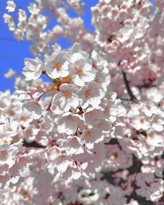 本社から歩いて行けるサイクリングロードにて桜が満開になりました！🌸

春風にのって、あなたの新しい一歩を応援します！
季節が変わる今だからこそ、新しい働き方を探してみませんか？
気になるお仕事情報は、プロフィールのリンクから✨

#株式会社セイショウ
#人材派遣 #派遣 #求人 #アルバイト #バイト
#北海道 #札幌 #苫小牧 #旭川 #函館
#桜 #sakura #cherryblossom #cherryblossoms
#春 #spring
