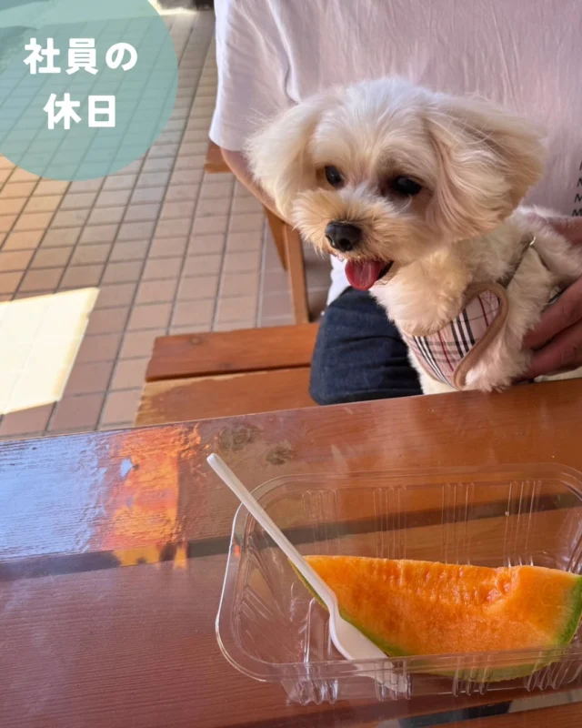 ✨社員の休日✨
.
🐶「夕張に行ってメロンを食べてきたよ〜🍈
みずみずしくて甘くてすごく美味しかった〜☺️
ついつい食べ過ぎてたら...もうこれが最後よ！って言われちゃった😭もっとたくさん食べたかったなぁ〜💭」

#株式会社セイショウ
#人材派遣 #派遣 #求人 #アルバイト #バイト
#北海道 #札幌 #苫小牧 #旭川 #函館
#夕張 #夕張メロン #犬 #dog
#犬スタグラム #マルプー
#マルチーズ #トイプードル