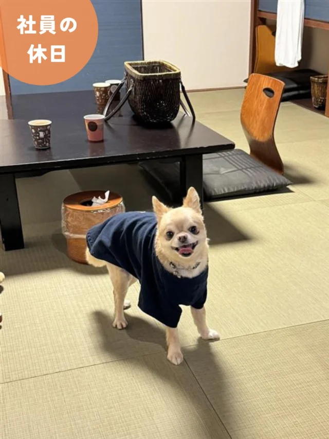 .
✨社員の休日✨

先月末ですが、毎年必ず行く「ゆとりろ洞爺湖」です♨️
愛犬と楽しめるいい旅館ですよ！

道北営業所　営業主任

#株式会社セイショウ
#人材派遣 #派遣 #求人
#北海道 #札幌 #苫小牧 #旭川 #函館
#洞爺湖 #ゆとりろ洞爺湖 #旅館 #温泉 
#犬 #犬スタグラム #dog #チワワ 
#いぬのいる暮らし #犬のいる暮らし