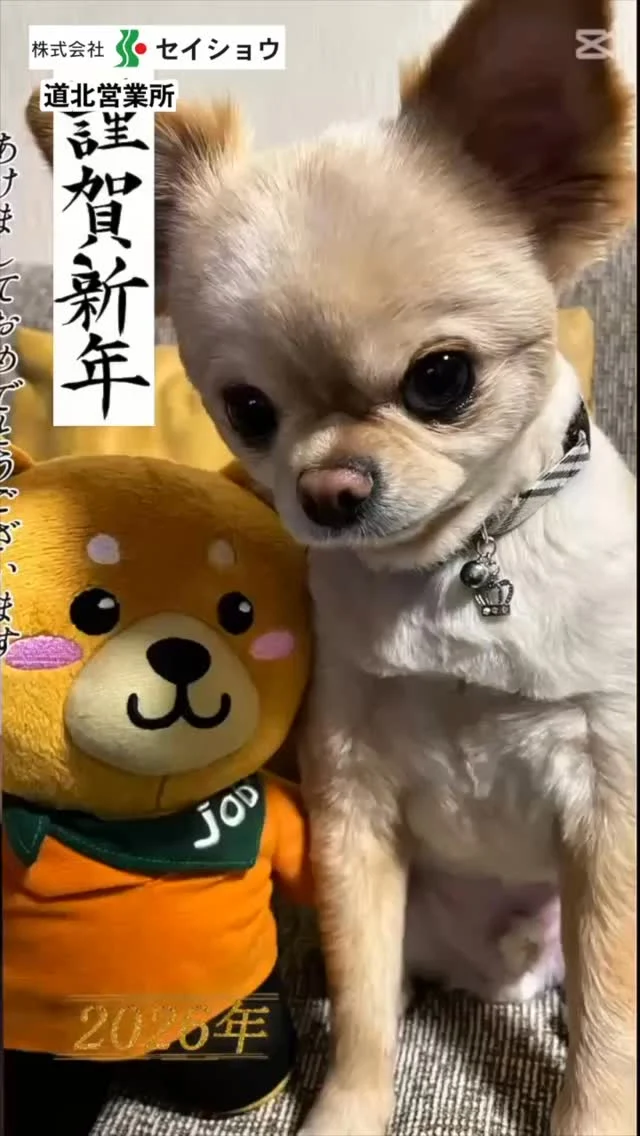 #株式会社セイショウ
#人材派遣 #派遣 #求人
#北海道 #札幌 #苫小牧 #旭川 #函館
#犬 #dog #チワワ #happynewyear #2026
