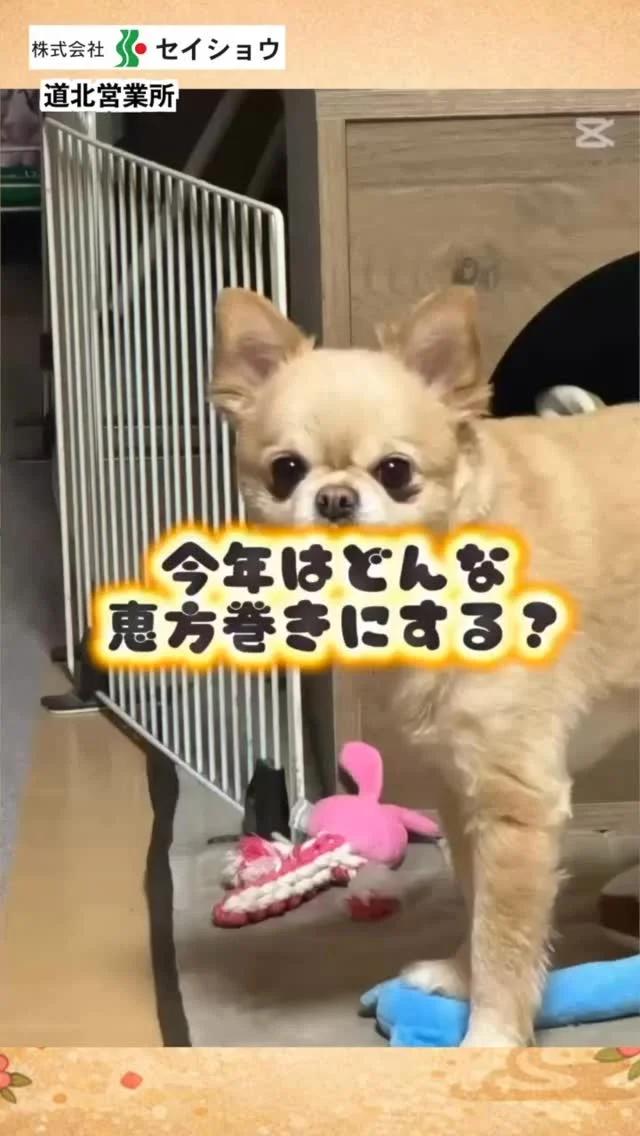 #株式会社セイショウ
#人材派遣 #派遣 #求人
#北海道 #札幌 #苫小牧 #旭川 #函館
#チワワ #犬 #dog #節分 #恵方巻き