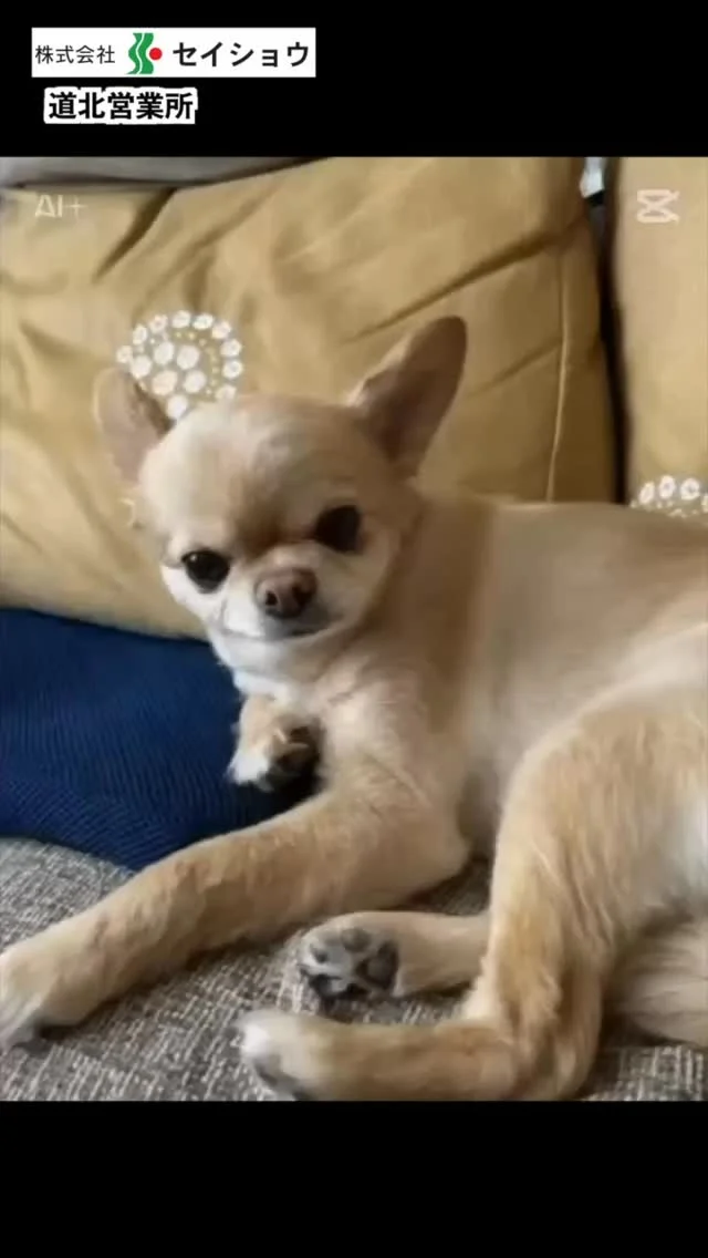 #株式会社セイショウ
#人材派遣 #派遣 #求人
#北海道 #札幌 #苫小牧 #旭川 #函館
#starwars #スターウォーズ #チワワ #犬 #dog