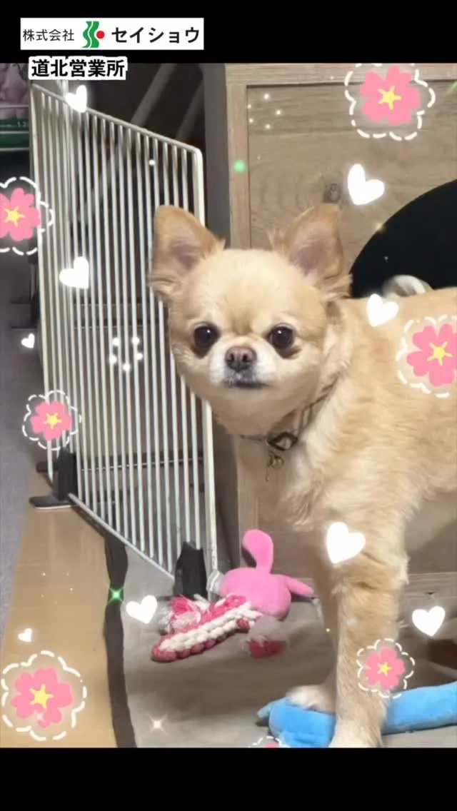 #株式会社セイショウ
#人材派遣 #派遣 #求人
#北海道 #札幌 #苫小牧 #旭川 #函館
#ひな祭り #犬 #dog #チワワ #ai