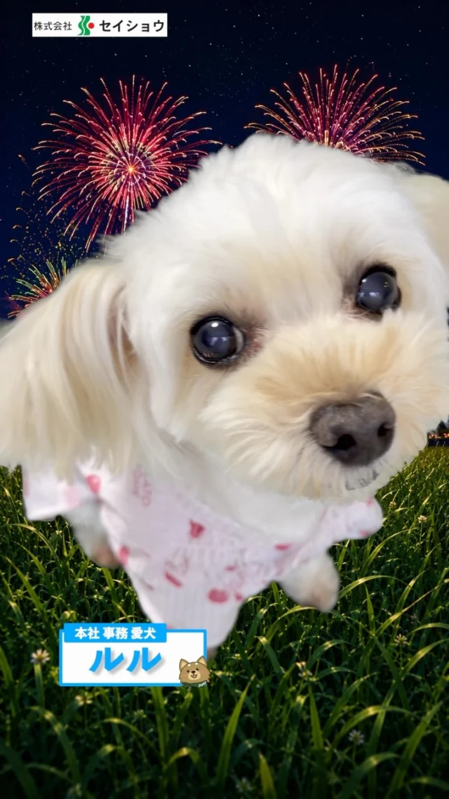 北海道 札幌 派遣 #花火 #浴衣 #犬 #マルプー #お祭り